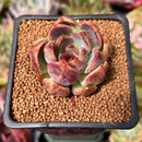 Echeveria 'Violet Cheese' 2" Succulent Plant