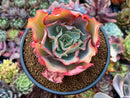 Echeveria 'Blue Jay' 4" Succulent Plant