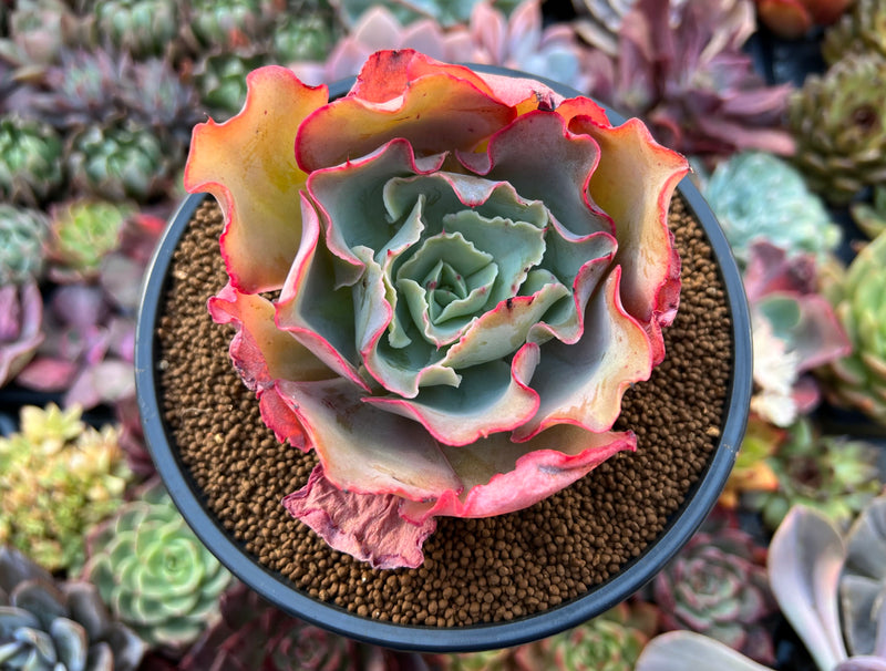 blue echeveria succulent Echeveria 'Blue Jay' 4" Succulent Plant – True Succulents Plant Co