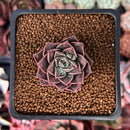 Echeveria 'Water Drop' 1" Succulent Plant