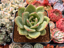 Echeveria 'Rainbow Charlotte' 2"-3" Succulent Plant