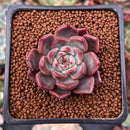 Echeveria Agavoides 'Magic Plot' 1" Succulent Plant
