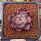 Echeveria Agavoides 'Magic Plot' 1" Succulent Plant