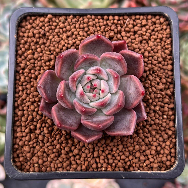 succulent magic Echeveria Agavoides 'Magic Plot' 1" Succulent Plant – True Succulents Plant  Co