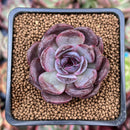Echeveria 'Odette' 2" New Hybrid Succulent Plant