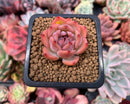 Echeveria 'Kerlean' 1" Succulent Plant