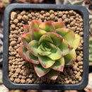 Echeveria 'Bob Jolly' Variegated 1" Succulent Plant