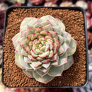 Echeveria 'Red Velvet' 3" Succulent Plant