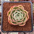 Echeveria 'Omphalos' 2" Succulent Plant