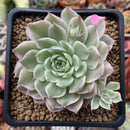 Echeveria 'Margaret' Variegated 3" Cluster Succulent Plant