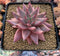 Echeveria Agavoides 'Sirus' 3" Succulent Plant