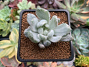 Pachyveria 'Roly-Poly' Variegated 1"-2" Succulent Plant