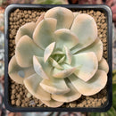 Echeveria Runyonii Variegated (Aka Echeveria 'Akaihosi' Variegated) 2" Succulent Plant
