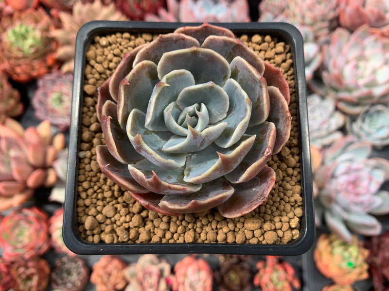 succulent liners Echeveria 'Color Liner' 2"-3" Succulent Plant – True Succulents Plant Co