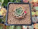 Echeveria 'Roman' 2" Succulent Plant