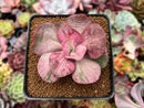 Echeveria 'Suyon Frill' Variegated 2" Succulent Plant