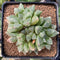 Haworthia 'Ice Candy' 3" Cluster Succulent Plant