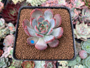 Echeveria Agavoides 'Glam Pink' 2" Succulent Plant