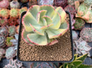 Echeveria 'Enfant' Variegated 2"-3" Succulent Plant