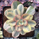 Echeveria 'Suyeon' Variegated 3" Succulent Plant