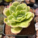Echeveria Agavoides 'Raja' Variegated' 2" Succulent Plant