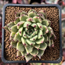 Echeveria Agavoides 'Black Tip' 2" Succulent Plant