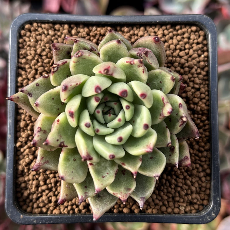 succulent with black tips Echeveria Agavoides 'Black Tip' 2" Succulent Plant – True Succulents Plant  Co