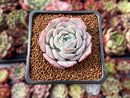 Echeveria 'Helena' Hybrid 1" Succulent Plant