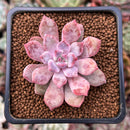 Echeveria 'Devolution' 1" New Hybrid Succulent Plant