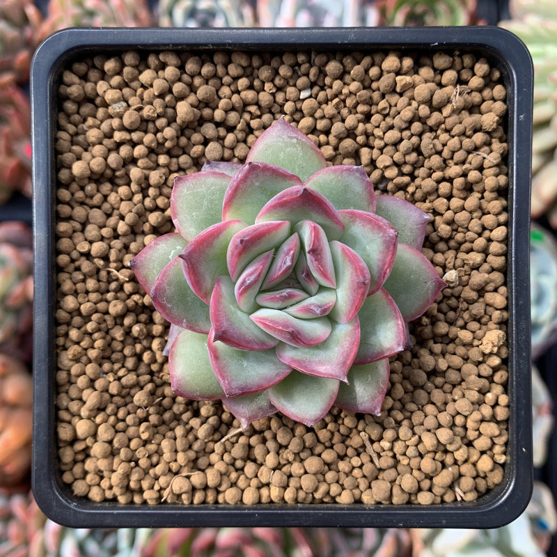 new succulent Echeveria 'Coroki' 2" New Hybrid Succulent Plant
