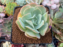 Echeveria 'Blade Runner' 3" Succulent Plant