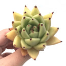 Echeveria Agavoides ‘Sarabony’ Hybrid 2"-3" Rare Succulent Plant