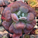 Echeveria 'Hearts Delight' 5" Large Succulent Plant