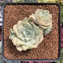 Echeveria 'Ruzz' Cluster 2"-3" Succulent Plant