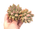 Pachyphytum 'Finger Light' Double Head 5" Rare Succulent Plant