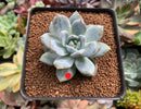 Echeveria 'Potosina' Hybrid 2" Succulent Plant