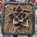 Echeveria Agavoides sp. 1" Small Succulent Plant