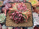 Echeveria Agavoides 'Floriditi' 4" Cluster Succulent Plant