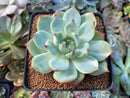 Echeveria 'Chihuahuaensis' Lightly Variegated 2"-3" Succulent Plant
