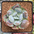 Echeveria 'Hearts Delight' 3" Succulent Plant