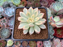Echeveria 'Mebina' Variegated 2" Succulent Plant