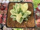 Haworthia 'Cymbiformis' Variegated 3" Succulent Plant