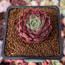 Echeveria 'Shani' 1" Succulent Plant