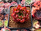 Echeveria Agavoides 'Colesman' 2" Succulent Plant
