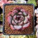 Echeveria 'Odette' 1"-2" Succulent Plant