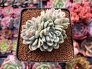 Echeveria 'Elsa' 3" Cluster Succulent Plant