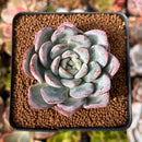 Echeveria 'Milk Rose' 2" Succulent Plant