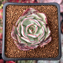 Echeveria 'Strictiflora' 2" Succulent Plant