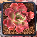 Echeveria 'Silk-Q' 2" Succulent Plant