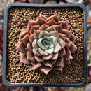 Echeveria 'Hwanhee' 1"-2" New 'Shani' Hybrid Succulent Plant